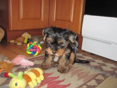 Jorkšírský teriér