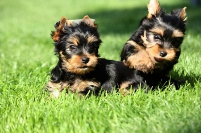 Jorkšírský teriér