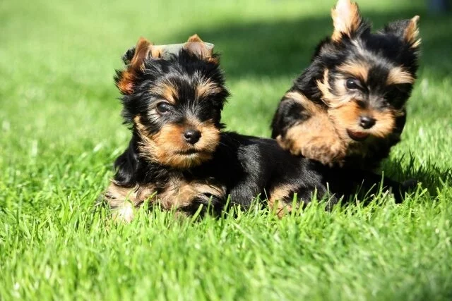 Jorkšírský teriér