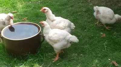 PRODEJ VYKRMENÝCH BIO BROJLERŮ