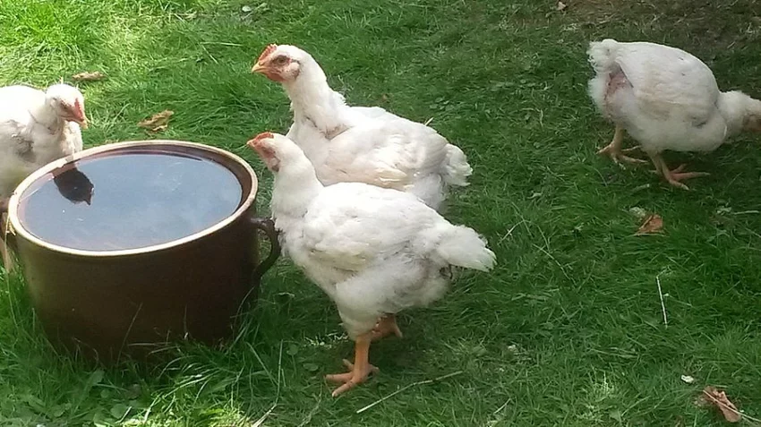 PRODEJ VYKRMENÝCH BIO BROJLERŮ