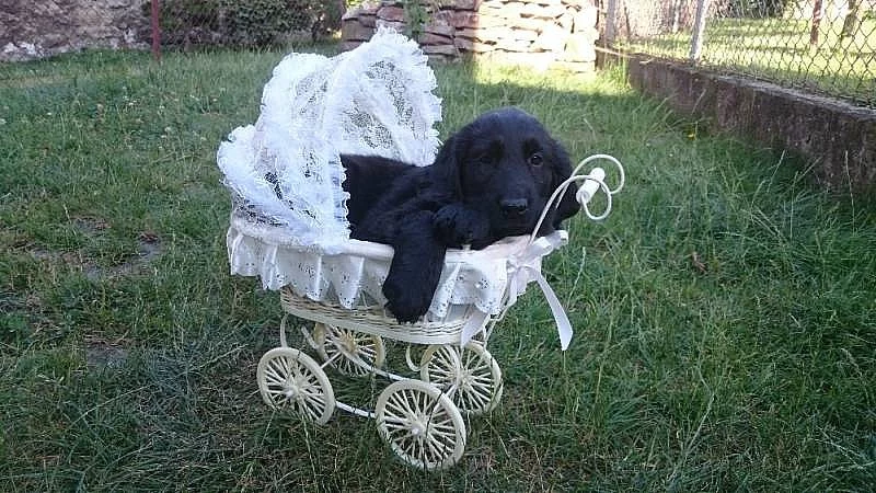 Flat Coated Retriever