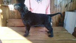 Flat Coated Retriever