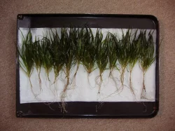 Akvarijní rostliny - Blyxa japonica