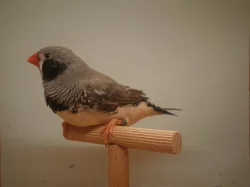 Zebřička pestrá - výstavní