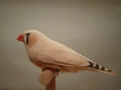 Zebřička pestrá - výstavní