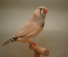 Zebřička pestrá - výstavní