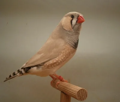 Zebřička pestrá - výstavní