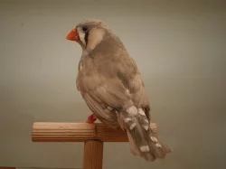 Zebřička pestrá - výstavní