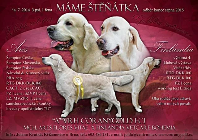 Prodám štěňata zlatých retrieverů