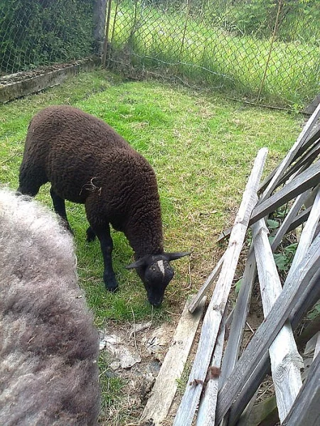 Beránek Zwartbles 4 měs.