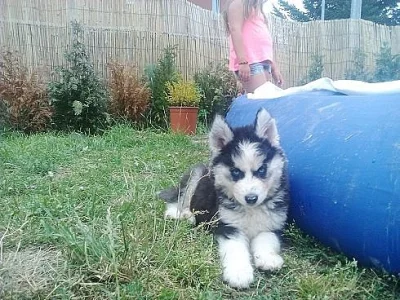 Sibiřský Husky