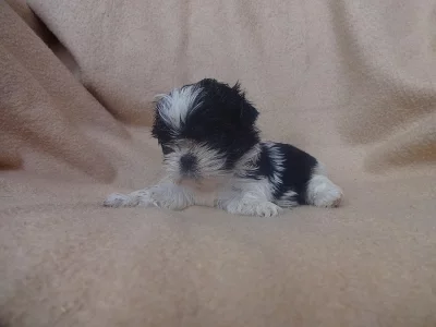 Prodám Shih-tzu