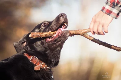 Hravý Bruno, Labradorský retvívr