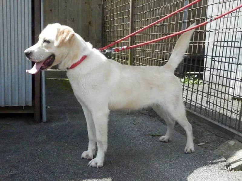 Milá a ztřeštěná Dora, Labrador