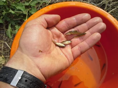 Rychlený amur 4 cm