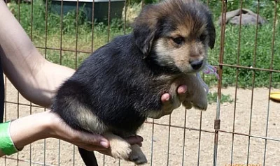 Kouzelná štěňátka do dobrých rukou