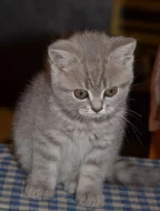 britská kočka , whiskas kotata