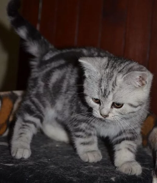 britská kočka , whiskas kotata