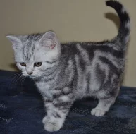 britská kočka , whiskas kotata