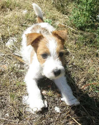 Jack-Parson Russell bez PP