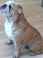 Anglický buldok s PP na krytí