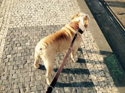 Anglický buldok s PP na krytí