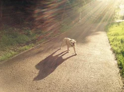 Anglický buldok s PP na krytí