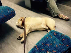 Anglický buldok s PP na krytí