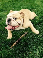 Anglický buldok s PP na krytí