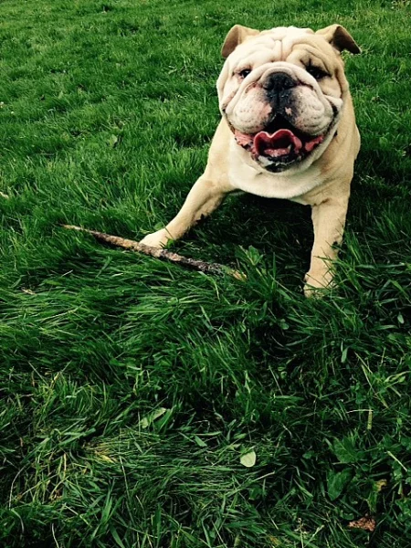 Anglický buldok s PP na krytí