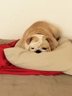 Anglický buldok s PP na krytí