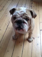 Anglický buldok s PP na krytí