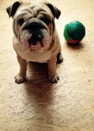 Anglický buldok s PP na krytí