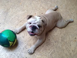 Anglický buldok s PP na krytí