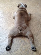 Anglický buldok s PP na krytí