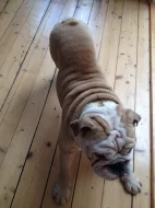 Anglický buldok s PP na krytí