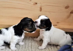 Biewer Yorkšírský teriér na prodej s PP