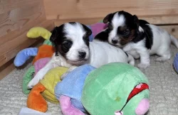 Biewer Yorkšírský teriér na prodej s PP