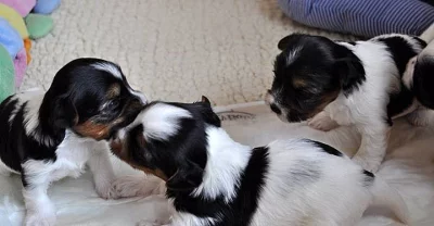 Biewer Yorkšírský teriér na prodej s PP