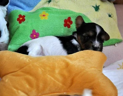 Biewer jorkshire terrier fenečka a chlapec++