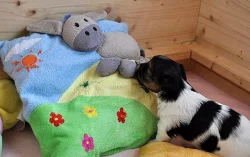 Biewer jorkshire terrier fenečka a chlapec++