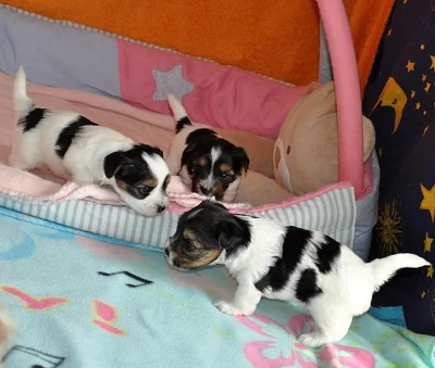 Biewer jorkshire terrier fenečka a chlapec++