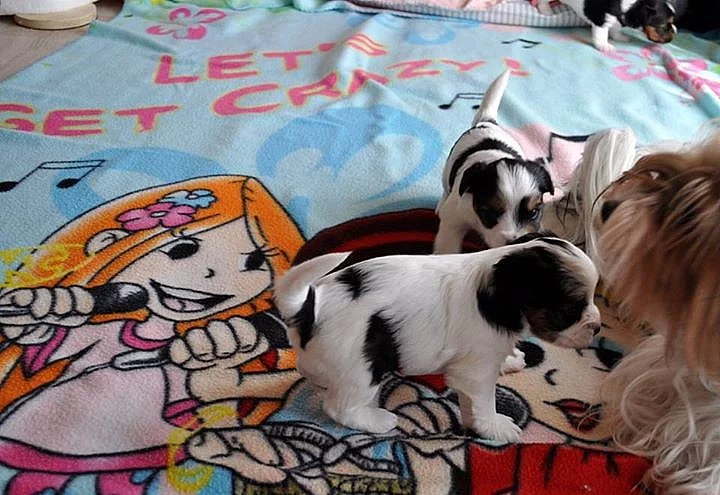 Biewer jorkshire terrier fenečka a chlapec++