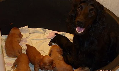 Kokršpanělka Laura hledá domov