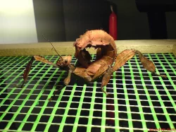 Strašilka australská