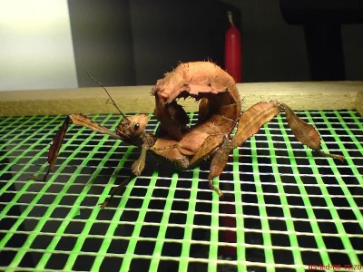 Strašilka australská