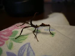 Strašilka australská