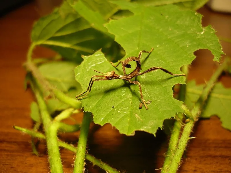 Strašilka australská