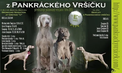 Výmarský ohař